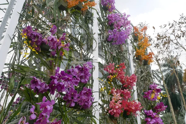 Kuala Lumpur Malaisie Janvier 2022 Plantation Herbes Fleurs Légumes Dans — Photo