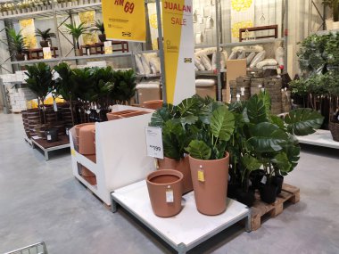 SELANGOR, MALAYSIA -3 Mart 2021: kapalı alandaki bitkiler satışa sunuluyor. Bu bitki sınırlı miktarda güneş ışığıyla hayatta kalabiliyor..