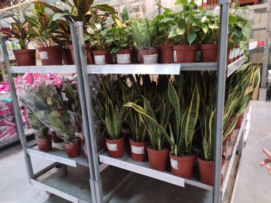 SELANGOR, MALAYSIA -3 Mart 2021: kapalı alandaki bitkiler satışa sunuluyor. Bu bitki sınırlı miktarda güneş ışığıyla hayatta kalabiliyor..