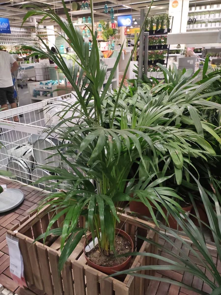マレーシア セランゴール2021年3月3日 屋内植物が販売用棚に表示されています この植物は限られた量の日光で生き残ることができます — ストック写真