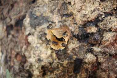 SERDANG, MALAYSIA - 7 Aralık 2016: İğnesiz arı veya yerel dilin yuvaya girişi 