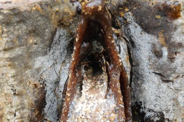 SERDANG, MALAYSIA - 7 Aralık 2016: İğnesiz arı veya yerel dilin yuvaya girişi 