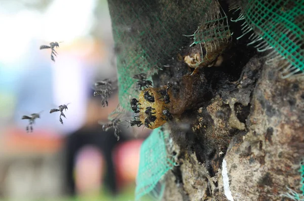 Serdang Malaysia Grudzień 2016 Wejście Gniazda Dla Pszczół Bezżądnych Lub — Zdjęcie stockowe