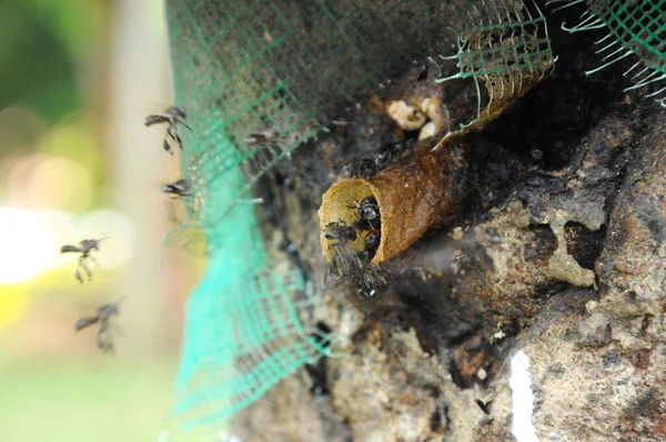 Serdang Malaysia December 2016 Nest Entrance Stingless Bee Local Tongue — Stock Photo, Image