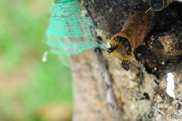 Serdang Μαλαισια Δεκεμβριου 2016 Είσοδος Φωλιάς Για Μέλισσα Χωρίς Τσίμπημα — Φωτογραφία Αρχείου