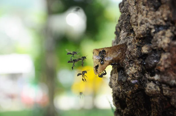 Серданг Малайзия Декабрь 2016 Вход Гнездо Скупой Пчелы Местного Языка — стоковое фото