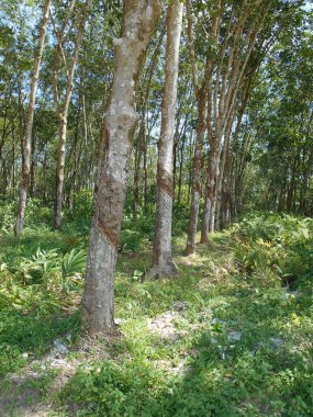 Seremban, Malezya - 15 Ocak 2017: Seremban Malezya 'daki Kauçuk Ağaç Çiftliği. Kauçuk ağacı kauçuğa dönüşen lateks üretir. Bu ağaçlar olgunlaştı ve latekse ihtiyaç duyulabilir.