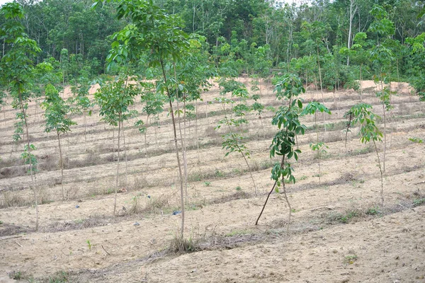 Seremban Malaysia Janeiro 2017 Jovem Plantação Árvores Borracha Seremban Malásia — Fotografia de Stock