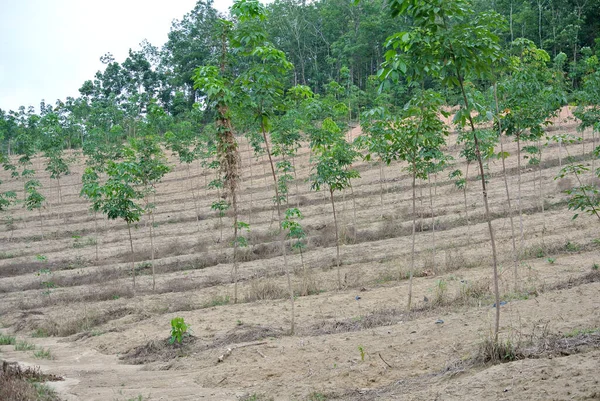 Seremban Malaysia Gennaio 2017 Giovane Piantagione Alberi Gomma Seremban Malaysia — Foto Stock