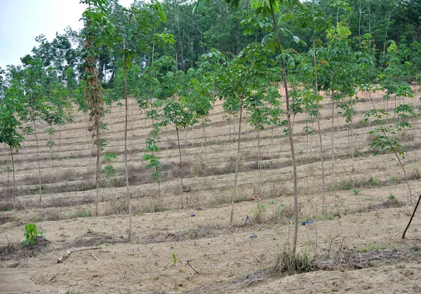 Seremban Malaysia Januari 2017 Ungt Gummiträd Plantering Seremban Malaysia Detta — Stockfoto