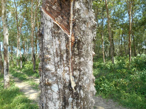 Σεριμπαν Μαλαισια Ιανουαριου 2017 Κοντινό Λαστιχένιο Δέντρο Ελαστικό Δέντρο Παράγει — Φωτογραφία Αρχείου