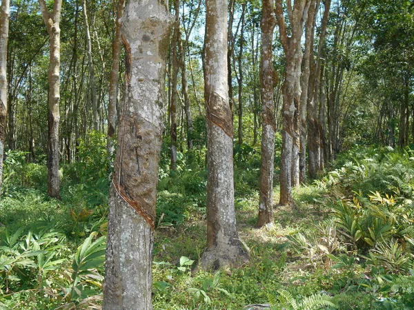 Seremban Malaysia January 2017 Rubber Tree Plantation Seremban Malaysia Rubber — Stock Photo, Image