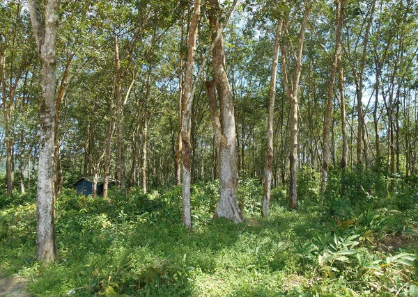 Seremban Malaysia January 2017 Rubber Tree Plantation Seremban Malaysia Rubber — Stock Photo, Image