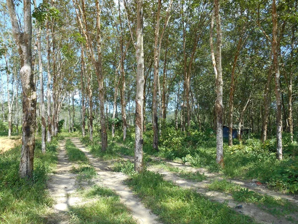 Seremban Malaysia January 2017 Rubber Tree Plantation Seremban Malaysia Rubber — Stock Photo, Image