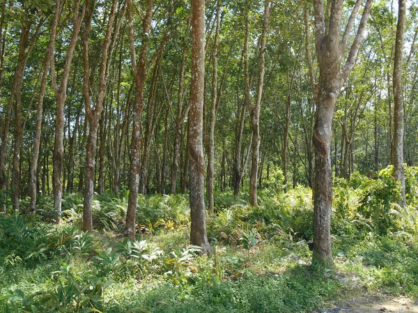 Seremban Malaysia Styczeń 2017 Plantacja Drzew Kauczukowych Seremban Malezja Gumowe — Zdjęcie stockowe