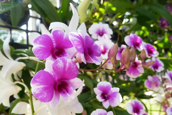 Serdang Malaysia Dicembre 2021 Colorate Orchidee Tropicali Esotiche Fioriscono Nei — Foto Stock