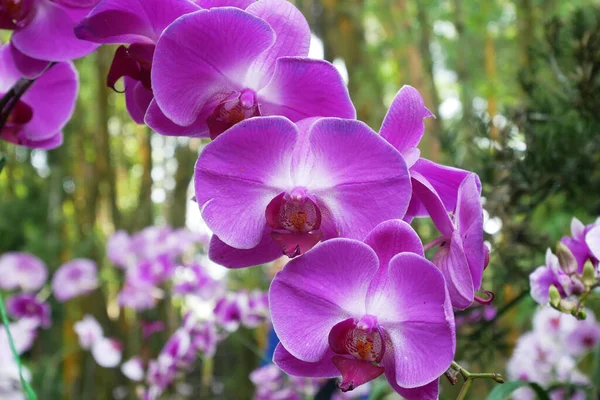 Серданг Малайзия Декабрь 2021 Красочные Экзотические Орхидеи Цветут Питомниках Растений — стоковое фото