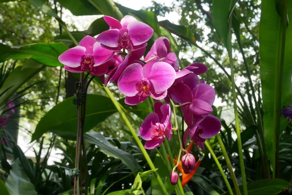 Serdang Malaysia December 2021 Orquídeas Tropicais Exóticas Coloridas Florescem Viveiro — Fotografia de Stock