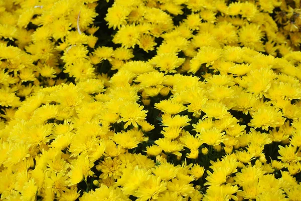 Πουτρατζάγια Μαλαισία Μαΐου 2016 Διάφορα Είδη Των Χρυσανθέμων Λουλούδια Φυτεύονται — Φωτογραφία Αρχείου