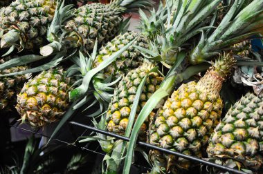 MALACCA, MALAYSIA -ECTOBER 01, 2016: Ekin ananas meyveleri toplandı ve satışa sunuldu. Tatlıdır ve yalnız yenmeye ya da pişirilmeye uygundur.