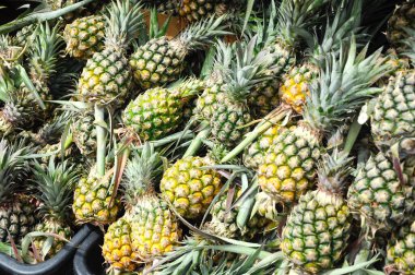 MALACCA, MALAYSIA -ECTOBER 01, 2016: Ekin ananas meyveleri toplandı ve satışa sunuldu. Tatlıdır ve yalnız yenmeye ya da pişirilmeye uygundur.