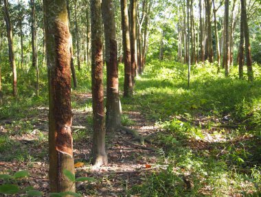 MALACCA, MALAYSIA -EKİM 15 Ekim 2016: Malacca, Malezya 'da kauçuk ağaç çiftliği. Olgun kauçuk ağaç, sonunda kauçuğa dönüşen lateks üretir..  