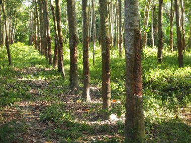 MALACCA, MALAYSIA -EKİM 15 Ekim 2016: Malacca, Malezya 'da kauçuk ağaç çiftliği. Olgun kauçuk ağaç, sonunda kauçuğa dönüşen lateks üretir..  