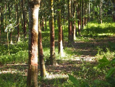MALACCA, MALAYSIA -EKİM 15 Ekim 2016: Malacca, Malezya 'da kauçuk ağaç çiftliği. Olgun kauçuk ağaç, sonunda kauçuğa dönüşen lateks üretir..  