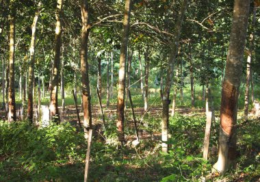 MALACCA, MALAYSIA -EKİM 15 Ekim 2016: Malacca, Malezya 'da kauçuk ağaç çiftliği. Olgun kauçuk ağaç, sonunda kauçuğa dönüşen lateks üretir..  
