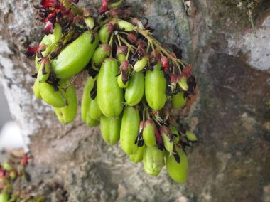 MALACCA, MALAYSIA -ECTOBER 16, 2016: Averrhoa bilimbi yaygın olarak Güneydoğu Asya 'da insanlar tarafından mutfak baharatı ve ekşi yemekleri için lezzet artırıcı olarak kullanıldığına inanılan buluh. 