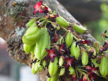 MALACCA, MALAYSIA -ECTOBER 16, 2016: Averrhoa bilimbi yaygın olarak Güneydoğu Asya 'da insanlar tarafından mutfak baharatı ve ekşi yemekleri için lezzet artırıcı olarak kullanıldığına inanılan buluh. 