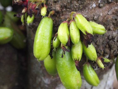 MALACCA, MALAYSIA -ECTOBER 16, 2016: Averrhoa bilimbi yaygın olarak Güneydoğu Asya 'da insanlar tarafından mutfak baharatı ve ekşi yemekleri için lezzet artırıcı olarak kullanıldığına inanılan buluh. 