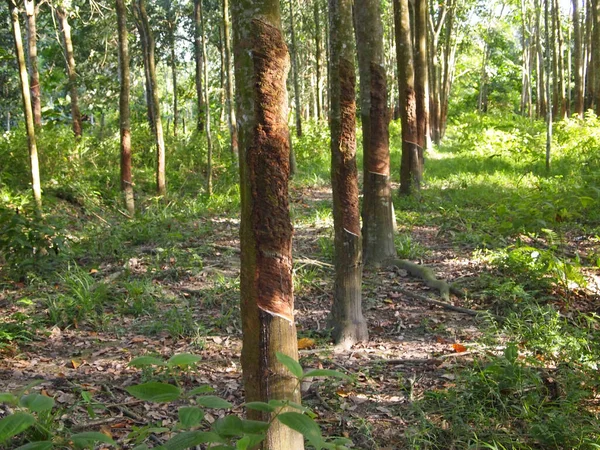 Malacca Malaysia October 2016 Rubber Tree Plantation Malacca Malaysia Mature — Stock Photo, Image
