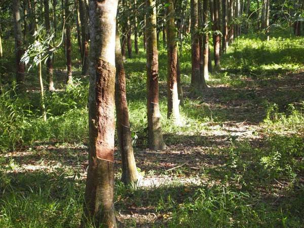 Malacca Malaysia October 2016 Rubber Tree Plantation Malacca Malaysia Mature — Stock Photo, Image