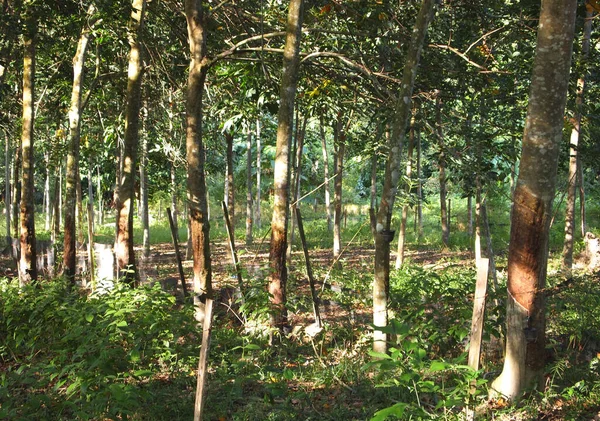 Malacca Malasia Octubre 2016 Plantación Árboles Caucho Malaca Malasia Árbol —  Fotos de Stock
