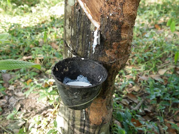 Malacca Malaysia Oktober 2016 Rubber Boomplantage Malakka Maleisië Rijpe Rubberboom — Stockfoto