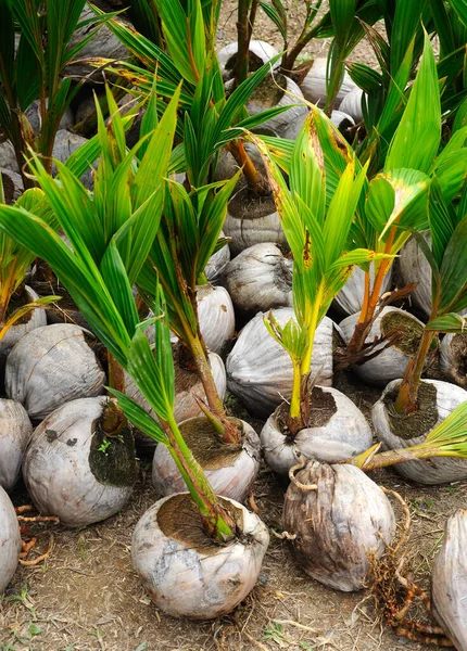 Seremban Malasia Octubre 2016 Plántulas Cocoteros Frutos Coco Brotes Han — Foto de Stock