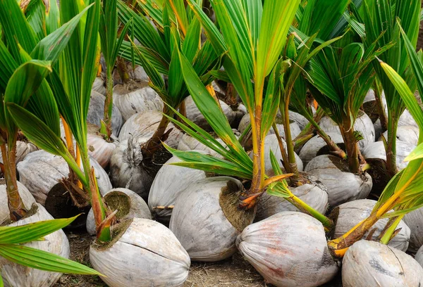 Seremban Malasia Octubre 2016 Plántulas Cocoteros Frutos Coco Brotes Han — Foto de Stock