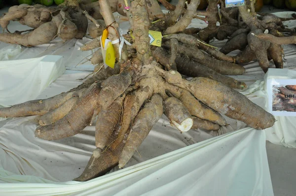 Cassava Lub Nazwa Naukowa Znana Jako Manihot Esculenta Crantz — Zdjęcie stockowe
