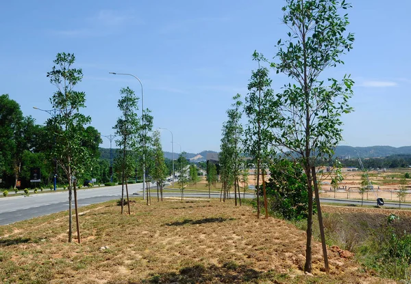 Seremban Malásia Outubro 2016 Árvores Plantadas Durante Trabalho Paisagístico — Fotografia de Stock