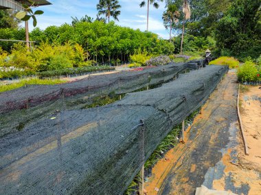 MUAR, MALAYSIA - 4 MAYIS 2022: Tropikal bitkiler bir bitki bakım evinde yetiştirilir. Çocuk odasının büyük boyutu çok sayıda bitkiyi barındırabilir. Türlere ve sınıflara göre sıralanır.