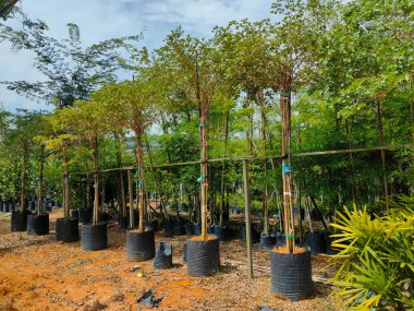 MUAR, MALAYSIA - 4 MAYIS 2022: Tropikal bitkiler bir bitki bakım evinde yetiştirilir. Çocuk odasının büyük boyutu çok sayıda bitkiyi barındırabilir. Türlere ve sınıflara göre sıralanır.