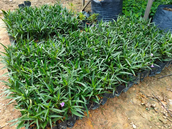 Muar Malasia Mayo 2022 Las Plantas Tropicales Cultivan Vivero Plantas — Foto de Stock