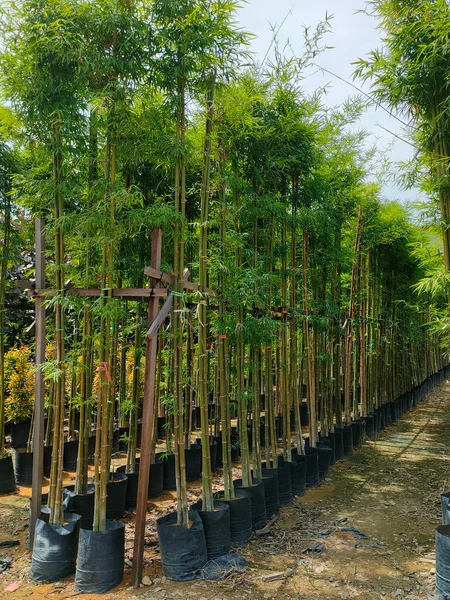 Muar Malaysia Maja 2022 Rośliny Tropikalne Uprawiane Szkółce Roślin Duży — Zdjęcie stockowe