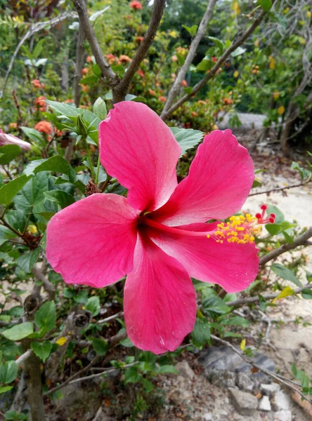 Malacca Malaysia Kwiecień 2016 Hibiscus Rodzaj Roślin Rodziny Mallowatych Malvaceae — Zdjęcie stockowe