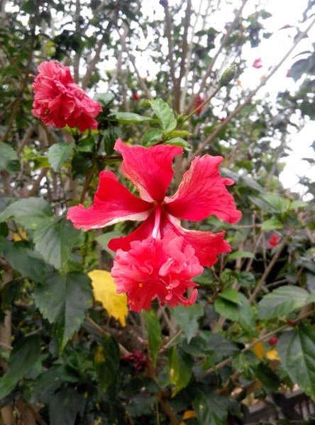 Malacca Malaysia April 2016 Hibiscus Рід Квіткових Рослин Родині Зелених — стокове фото