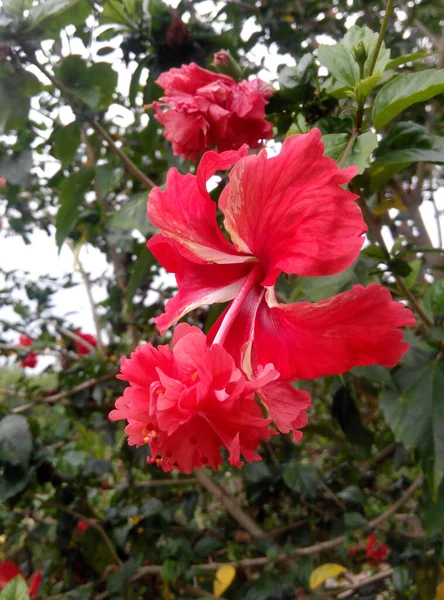Malacca Malaysia April 2016 Hibiscus Рід Квіткових Рослин Родині Зелених — стокове фото