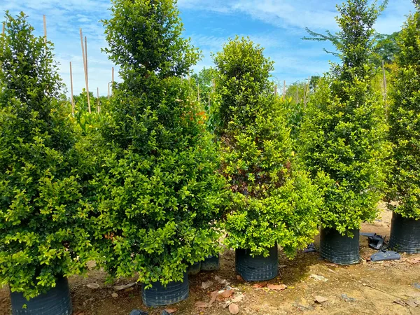 Johor Malasia Mayo 2022 Las Plantas Tropicales Cultivan Vivero Plantas — Foto de Stock