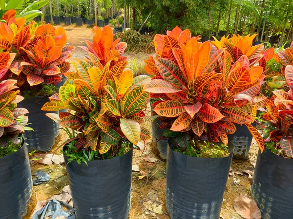 Johor Malaysia Maggio 2022 Piante Tropicali Sono Coltivate Vivaio Grandi — Foto Stock