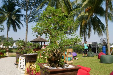 PUTRAJAYA, MALAYSIA - 26 AĞUSTOS 2021: Malezya Kraliyet Floria Putrajaya Bahçesi parkındaki Bonsai ağaçları. Bonzai 'nin büyüklüğüne ve tasarımına adapte olmuş saksılarda bahçıvanlık..